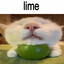 LimE