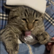 (っ´▽`)っ妙瓜(🐸)种子