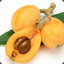 Loquat