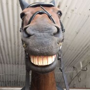 -----下等马分界线-----