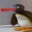 Im Gonna Noot
