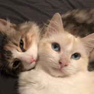 Маркиз нафиг