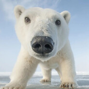 Polar bear