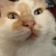peefourtee - steam id 76561197961165978