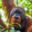 ORANGUTAN