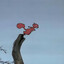 Squincap