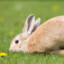 FuzzyBunnyLegs(^-^)