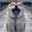 Happy Doge