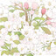 Malus spectabilis.