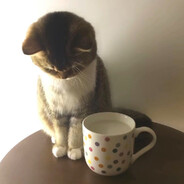 小猫教主