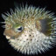 HEDGEHOG FISH