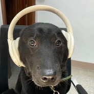 汪汪队常务委员会总书