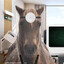 Dr Horse
