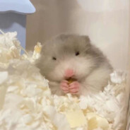 我是美女我怕谁