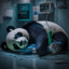 Sedated Panda