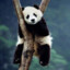 fat panda 2