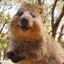 Quokka