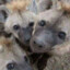 Box Of Hyenas