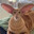 Timmy Two Ears