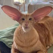 Timmy Two Ears