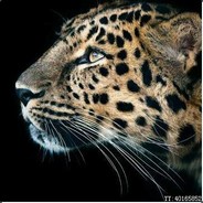 小白房的板子呢