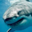 NotAShark