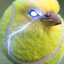 Angry_bird