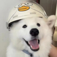 拳打PDD，脚踩刘刘汪