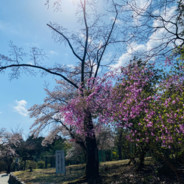 善きサマリア人