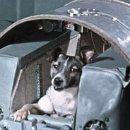 Laika's avatar