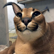 FloppaGangsta