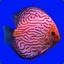 DiscusFish86