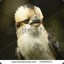 kookaburra