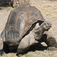 A Rare Tortoise