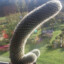 CactusCrusher