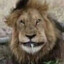 Мясо_Льва