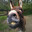donkey