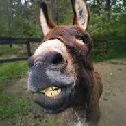 donkey