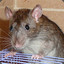 RatGingiberi