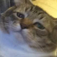 Binkster's Avatar
