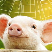 胸口碎大波萝莉