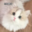 传奇混分手猫猫