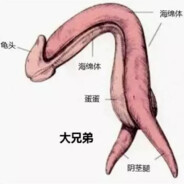 强行掰开，恐龙撞击