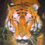 The Lonely Tiger
