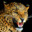 I'M A LEOPARD! ROOAAAAR!