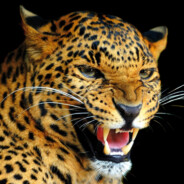I'M A LEOPARD! ROOAAAAR! avatar