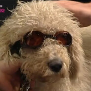 top gear dog