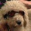 top gear dog