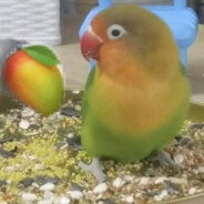 Cazzo tutti ragazzi🤣