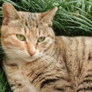 好想当loki的狗啊